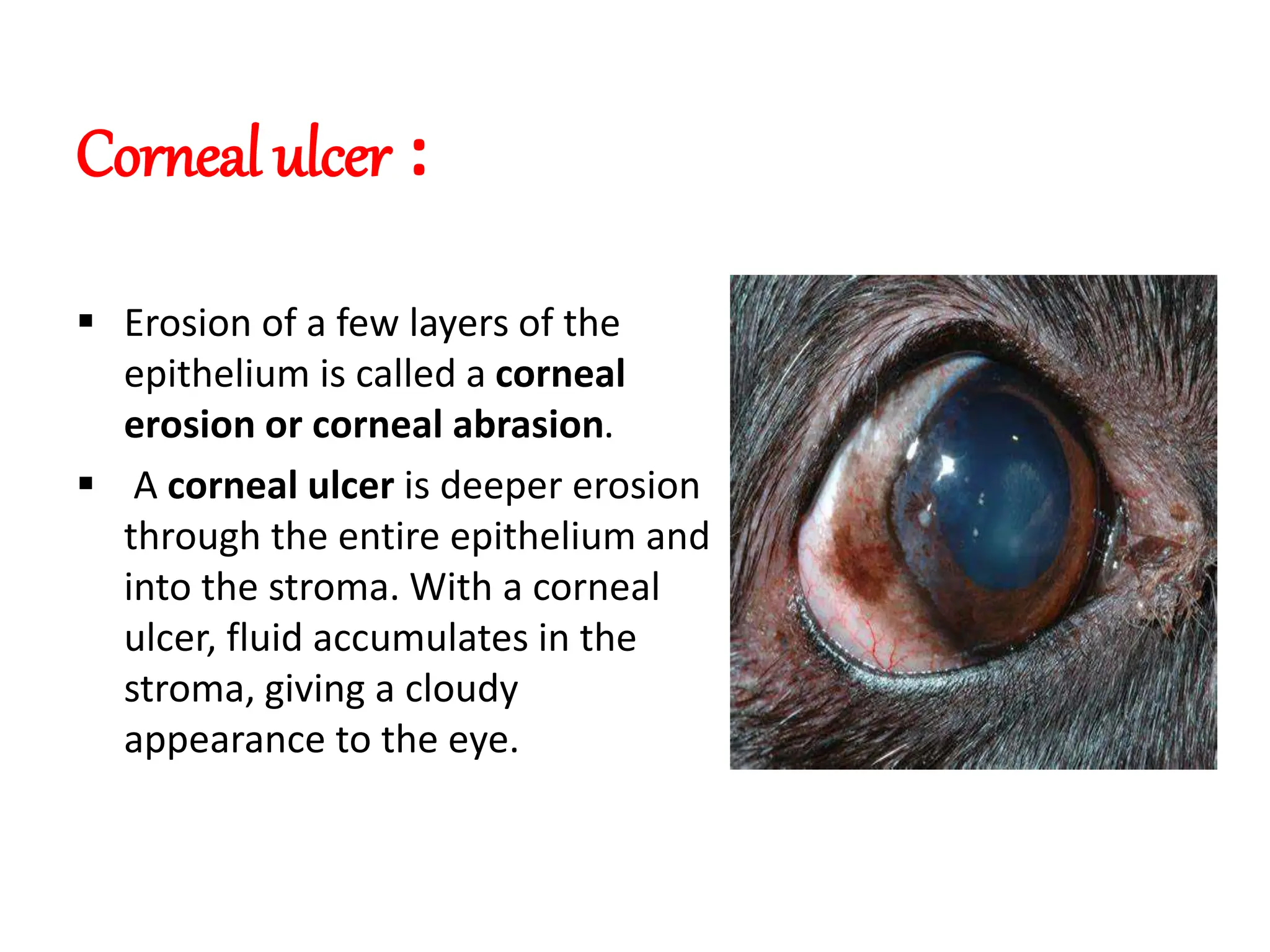 Corneal ulcers seen in veterinary practice in dog.pptx