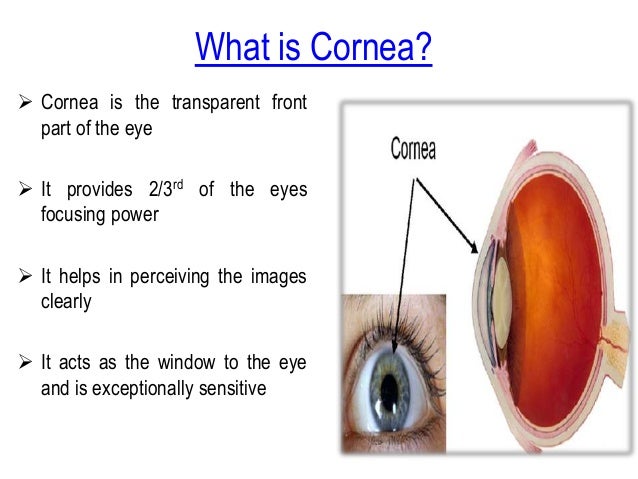 Cornea Transplant Surgery In India Successfully Restores Your Vision
