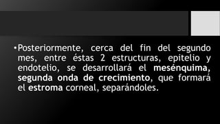 •Posteriormente, cerca del fin del segundo
mes, entre éstas 2 estructuras, epitelio y
endotelio, se desarrollará el mesénquima,
segunda onda de crecimiento, que formará
el estroma corneal, separándoles.
 