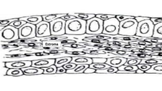 Estroma
 