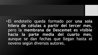 •El endotelio queda formado por una sola
hilera de células a partir del tercer mes,
pero la membrana de Descemet es visible
hacia la parte media del cuarto mes,
aunque se dan fechas que llegan hasta el
noveno según diversos autores.
 