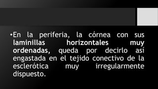 •En la periferia, la córnea con sus
laminillas horizontales muy
ordenadas, queda por decirlo así
engastada en el tejido conectivo de la
esclerótica muy irregularmente
dispuesto.
 