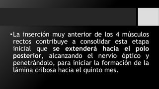 •La inserción muy anterior de los 4 músculos
rectos contribuye a consolidar esta etapa
inicial que se extenderá hacia el polo
posterior, alcanzando el nervio óptico y
penetrándolo, para iniciar la formación de la
lámina cribosa hacia el quinto mes.
 