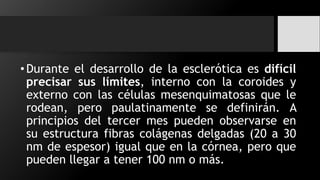 •Durante el desarrollo de la esclerótica es difícil
precisar sus límites, interno con la coroides y
externo con las células mesenquimatosas que le
rodean, pero paulatinamente se definirán. A
principios del tercer mes pueden observarse en
su estructura fibras colágenas delgadas (20 a 30
nm de espesor) igual que en la córnea, pero que
pueden llegar a tener 100 nm o más.
 