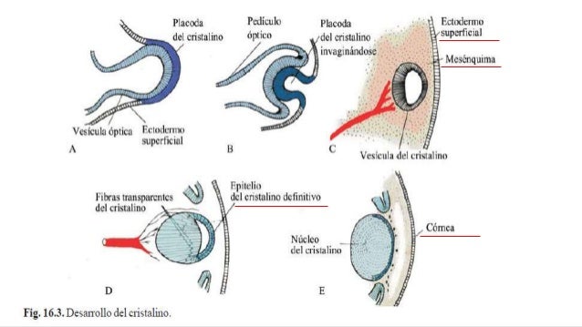 Resultado de imagen para desarrollo de cornea