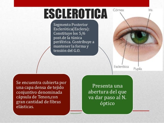 Cornea y esclerotic abn oftal