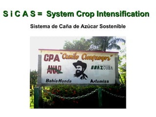 S i C A S = System Crop IntensificationS i C A S = System Crop Intensification
Sistema de Caña de Azúcar Sostenible
 