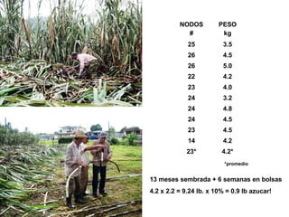 seed: 13 t vs 2t/ha
Pics slides 28-31 courtesy UBPC “Diego Felipe”
A 15 ha trial
-planting costs < 30%;
-ox-drawn carts me...