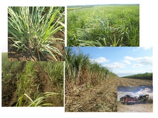 1506 - The System of Rice Intensification (SRI) and its Adaptation to Sugarcane in Cuba