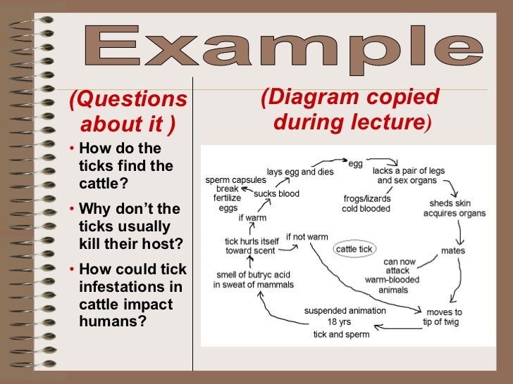 cornell notes student ppt