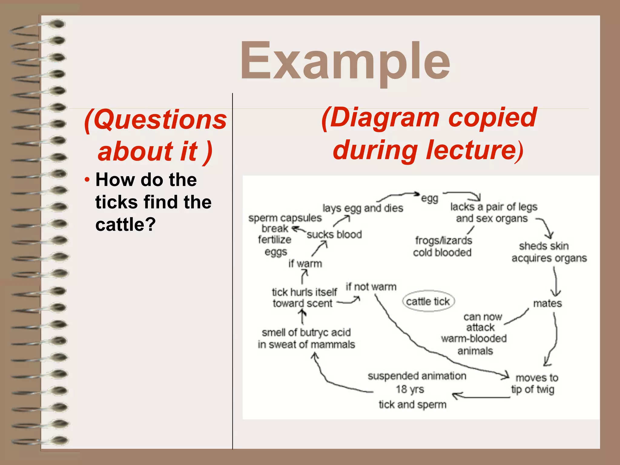 Example
(Questions           (Diagram copied
 about it )           during lecture)
• How do the
  ticks find the
  cattle?
 