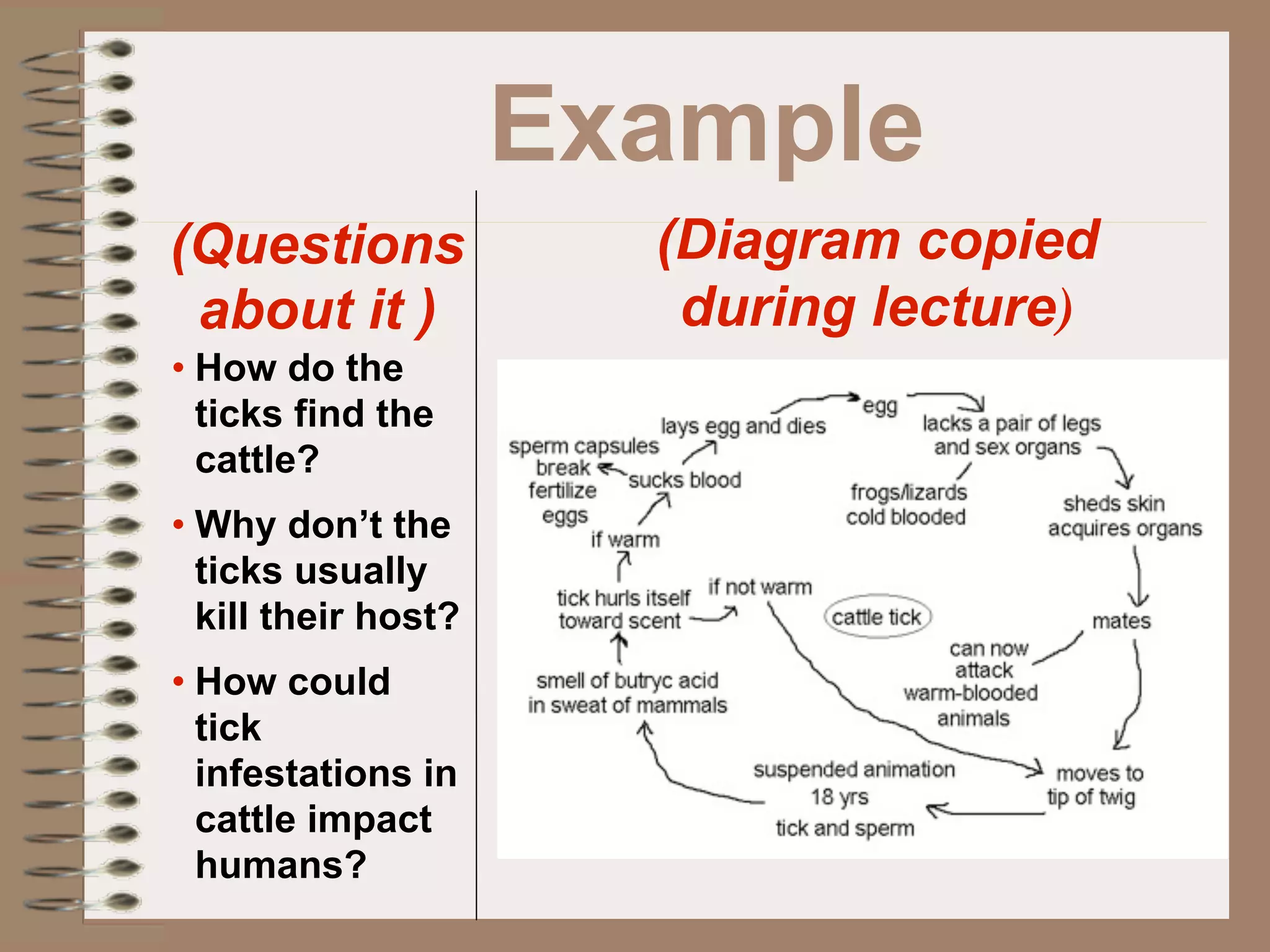Example
(Questions             (Diagram copied
 about it )             during lecture)
• How do the
  ticks find the
  cattle?
• Why don’t the
  ticks usually
  kill their host?
• How could
  tick
  infestations in
  cattle impact
  humans?
 
