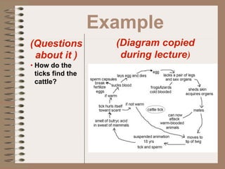 Example
(Questions           (Diagram copied
 about it )           during lecture)
• How do the
  ticks find the
  cattle?
 