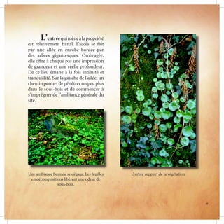 L’ arbre support de la végétationUne ambiance humide se dégage. Les feuilles
en décompositions libèrent une odeur de
sous-bois.
	L’entréequimèneàlapropriété
est relativement banal. L’accès se fait
par une allée en enrobé bordée par
des arbres gigantesques. Ombragée,
elle offre à chaque pas une impression
de grandeur et une réelle profondeur.
De ce lieu émane à la fois intimité et
tranquillité. Sur la gauche de l’allée, un
chemin permet de pénétrer un peu plus
dans le sous-bois et de commencer à
s’imprégner de l’ambiance générale du
site.
11
 