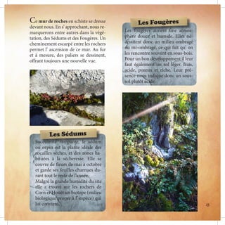 Ce mur de roches en schiste se dresse
devant nous. En s’ approchant, nous re-
marquerons entre autres dans la végé-
tation, des Sédums et des Fougères. Un
cheminement escarpé entre les rochers
permet l’ ascension de ce mur. Au fur
et à mesure, des paliers se dessinent,
offrant toujours une nouvelle vue.
Succulente rampante, le sédum
ou orpin est la plante idéale des
rocailles sèches, et des zones ha-
bituées à la sécheresse. Elle se
couvre de fleurs de mai à octobre
et garde ses feuilles charnues du-
rant tout le reste de l’année.
Malgré la grande humidité du site
elle a trouvé sur les rochers de
Corn er Houët un biotope (milieu
biologique propre à l’ espèce) qui
lui convient.
Les fougères aiment une atmos-
phère douce et humide. Elles né-
cessitent donc un milieu ombragé
ou mi-ombragé, ce qui fait qu’ on
les rencontre souvent en sous-bois.
Pour un bon développement il leur
faut également un sol léger, frais,
acide, poreux et riche. Leur pré-
sence nous indique donc un sous-
sol plutôt acide.
Les Fougères
Les Sédums
23
 