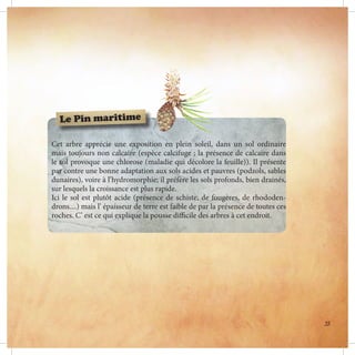 Cet arbre apprécie une exposition en plein soleil, dans un sol ordinaire
mais toujours non calcaire (espèce calcifuge ; la présence de calcaire dans
le sol provoque une chlorose (maladie qui décolore la feuille)). Il présente
par contre une bonne adaptation aux sols acides et pauvres (podzols, sables
dunaires), voire à l’hydromorphie; il préfère les sols profonds, bien drainés,
sur lesquels la croissance est plus rapide.
Ici le sol est plutôt acide (présence de schiste, de fougères, de rhododen-
drons....) mais l’ épaisseur de terre est faible de par la présence de toutes ces
roches. C’ est ce qui explique la pousse difficile des arbres à cet endroit.
Le Pin maritime
33
 