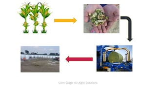 Corn Silage-K3 Agro Solutions
 