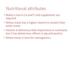 Nutritional attributes
• Maize is low in Ca and P and supplement are
required
• Yellow maize has a higher vitamin A content than
white maize
• Vitamin A deficiency little importance in ruminants
but it has deleterious effects in pig and poultry
• Yellow maize is best for monogastrics
 