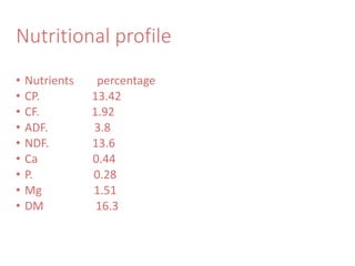 Nutritional profile
• Nutrients percentage
• CP. 13.42
• CF. 1.92
• ADF. 3.8
• NDF. 13.6
• Ca 0.44
• P. 0.28
• Mg 1.51
• DM 16.3
 