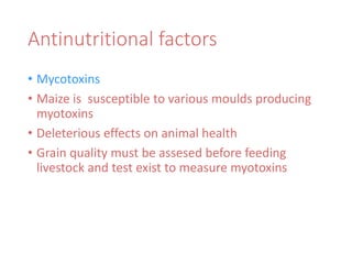 Antinutritional factors
• Mycotoxins
• Maize is susceptible to various moulds producing
myotoxins
• Deleterious effects on animal health
• Grain quality must be assesed before feeding
livestock and test exist to measure myotoxins
 