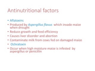 Antinutritional factors
• Aflatoxins
• Produced by Aspergillus flavus which invade maize
when drought
• Reduce growth and feed efficiency
• Causes liver disorder and abortion
• Contaminate milk from cows fed on damaged maize
• Ochratoxin
• Occur when high moisture maize is infested by
aspergillus or penicillin
 