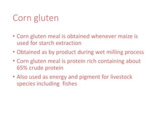 Corn gluten
• Corn gluten meal is obtained whenever maize is
used for starch extraction
• Obtained as by product during wet milling process
• Corn gluten meal is protein rich containing about
65% crude protein
• Also used as energy and pigment for livestock
species including fishes
 
