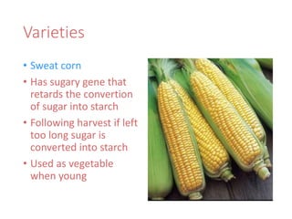 Varieties
• Sweat corn
• Has sugary gene that
retards the convertion
of sugar into starch
• Following harvest if left
too long sugar is
converted into starch
• Used as vegetable
when young
 