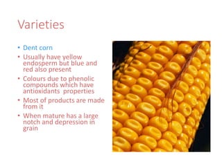 Varieties
• Dent corn
• Usually have yellow
endosperm but blue and
red also present
• Colours due to phenolic
compounds which have
antioxidants properties
• Most of products are made
from it
• When mature has a large
notch and depression in
grain
 
