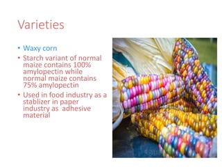 Varieties
• Waxy corn
• Starch variant of normal
maize contains 100%
amylopectin while
normal maize contains
75% amylopectin
• Used in food industry as a
stablizer in paper
industry as adhesive
material
 