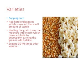 Varieties
• Popping corn
• Had hard endosperm
which surround the small
amount of starch
• Heating the grain turns the
moisture into steam which
cause explode to
endosperm turning the
grain inside outside
• Expand 30-40 times thier
volume
 