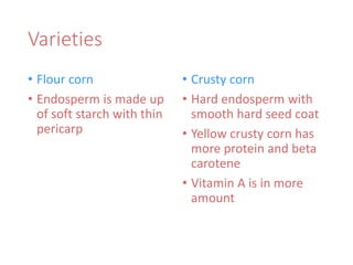 Varieties
• Flour corn
• Endosperm is made up
of soft starch with thin
pericarp
• Crusty corn
• Hard endosperm with
smooth hard seed coat
• Yellow crusty corn has
more protein and beta
carotene
• Vitamin A is in more
amount
 