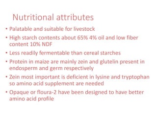 Nutritional attributes
• Palatable and suitable for livestock
• High starch contents about 65% 4% oil and low fiber
content 10% NDF
• Less readily fermentable than cereal starches
• Protein in maize are mainly zein and glutelin present in
endosperm and germ respectively
• Zein most important is deficient in lysine and tryptophan
so amino acid supplement are needed
• Opaque or floura-2 have been designed to have better
amino acid profile
 