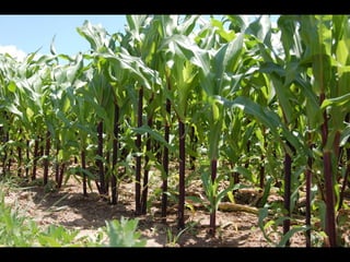 Hand Pollinating Corn For Seed Saving Ppt