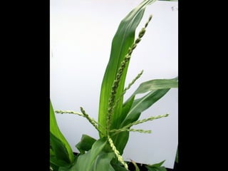 Hand Pollinating Corn For Seed Saving Ppt