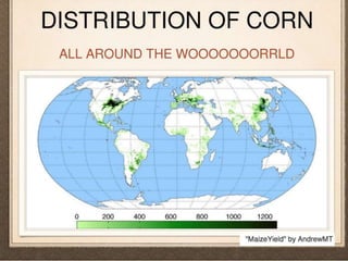 Corn History in Pics A Presentation By Mr Allah Dad Khan Visiting ...