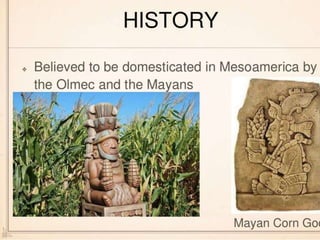 Corn History in Pics A Presentation By Mr Allah Dad Khan Visiting ...