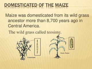 Corn History in Pics A Presentation By Mr Allah Dad Khan Visiting ...