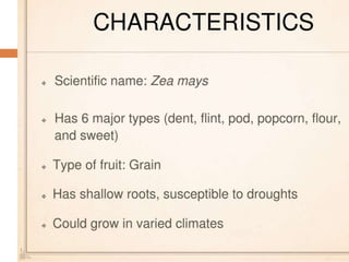 Corn History in Pics A Presentation By Mr Allah Dad Khan Visiting ...