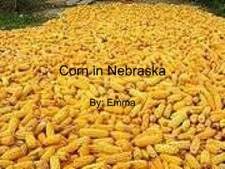 Corn in Nebraska By: Emma 