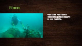 El buceo
Corn island ofrece buena
condiciones para buceadores
de toda categoría.
 