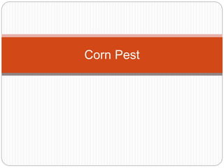 Corn Pest 
 