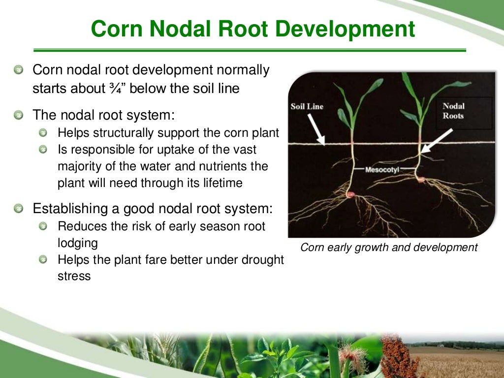Corn planting depth