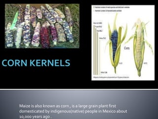 Maize is also known as corn , is a large grain plant first
domesticated by indigenous(native) people in Mexico about
10,000 years ago .
 