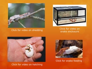 Corn snakes | PPTX