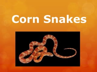 Corn Snakes

 