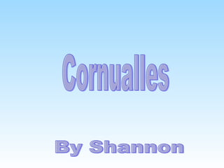 Cornualles By Shannon 