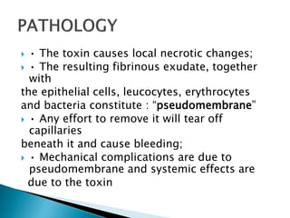  • The toxin causes local necrotic changes;
 • The resulting fibrinous exudate, together
with
the epithelial cells, leucocytes, erythrocytes
and bacteria constitute : “pseudomembrane”
 • Any effort to remove it will tear off
capillaries
beneath it and cause bleeding;
 • Mechanical complications are due to
pseudomembrane and systemic effects are
due to the toxin
 