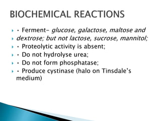  • Ferment- glucose, galactose, maltose and
 dextrose; but not lactose, sucrose, mannitol;
 • Proteolytic activity is absent;
 • Do not hydrolyse urea;
 • Do not form phosphatase;
 • Produce cystinase (halo on Tinsdale’s
medium)
 