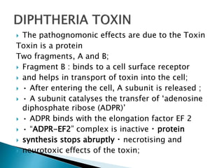  The pathognomonic effects are due to the Toxin
Toxin is a protein
Two fragments, A and B;
 Fragment B : binds to a cell surface receptor
 and helps in transport of toxin into the cell;
 • After entering the cell, A subunit is released ;
 • A subunit catalyses the transfer of ‘adenosine
diphosphate ribose (ADPR)’
 • ADPR binds with the elongation factor EF 2
 • “ADPR-EF2” complex is inactive protein
 synthesis stops abruptly necrotising and
 neurotoxic effects of the toxin;
 