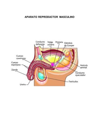 APARATO REPRODUCTOR MASCULINO
 